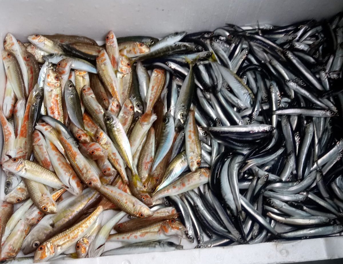 Hamsi " den 18 KDV kaldırılsın