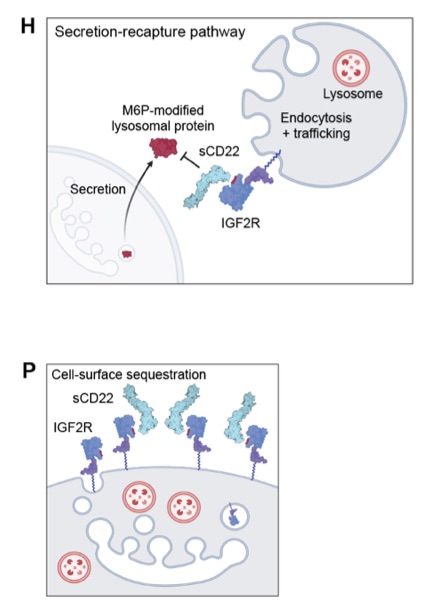 Tony Wyss-Coray (@wysscoray) on Twitter photo thrilled to share <a href="/jvpluv/">John Pluvinage</a> study showing soluble CD22 from oligos in humans impairs microglia and blocking this interaction benefits iPSC derived Niemann-Pick C-induced microglia. Awesome collaboration with <a href="/BlurtonJonesLab/">Blurton-Jones Lab</a> <a href="/CarolynBertozzi/">Carolyn Bertozzi</a> @PascaStanford science.org/doi/10.1126/sc… thrilled to share <a href="/jvpluv/">John Pluvinage</a> study showing soluble CD22 from oligos in humans impairs microglia and blocking this interaction benefits iPSC derived Niemann-Pick C-induced microglia. Awesome collaboration with <a href="/BlurtonJonesLab/">Blurton-Jones Lab</a> <a href="/CarolynBertozzi/">Carolyn Bertozzi</a> @PascaStanford science.org/doi/10.1126/sc…