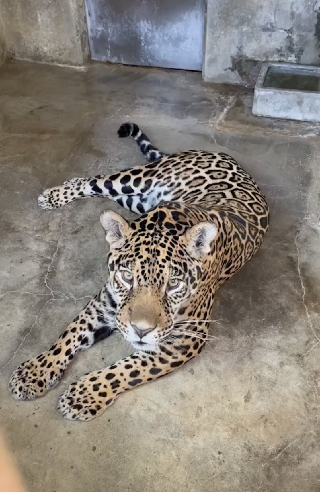 تويتر 東武動物公園 公式 リュウくん على تويتر ジャガーのリンドくんの名前 の由来は生息地の1つでもあるブラジルの公用語 ポルトガル語で かっこいい 美しい って意味なんです ほら かっこいいでしょ ｻｸﾗｲ 東武 動物公園 ジャガー Jaguar