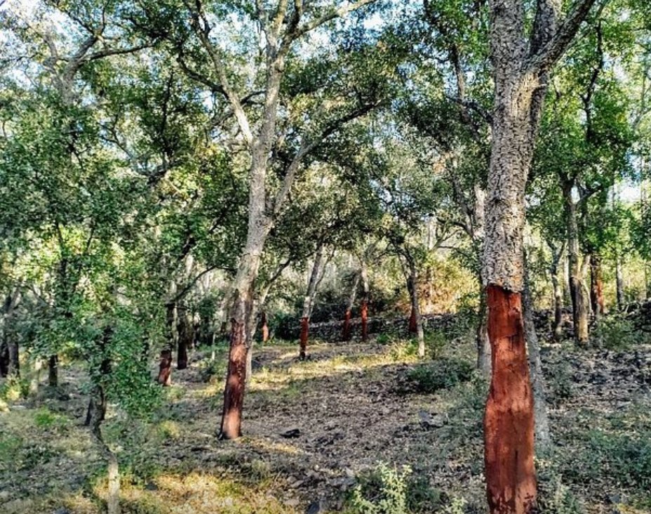 Ccarlos_photo's tweet image. Onda, Castelló, de la surera a l'ermita de Santa Bàrbara. Ruta circular 1:45
@MuntanyaV @PaisRutes @PoblesValAbando @valenciabonita_