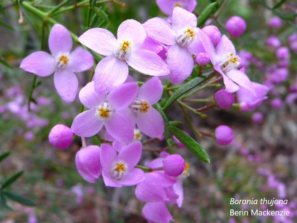 #Fireseasonality can profoundly affect seedling emergence of species with physiological seed dormancy! We synthesized the key drivers into novel conceptual models to aid #firemanagement using #Boronia (#Rutaceae).

frontiersin.org/articles/10.33…
@unswbees @nswenviromedia @BushfireHub