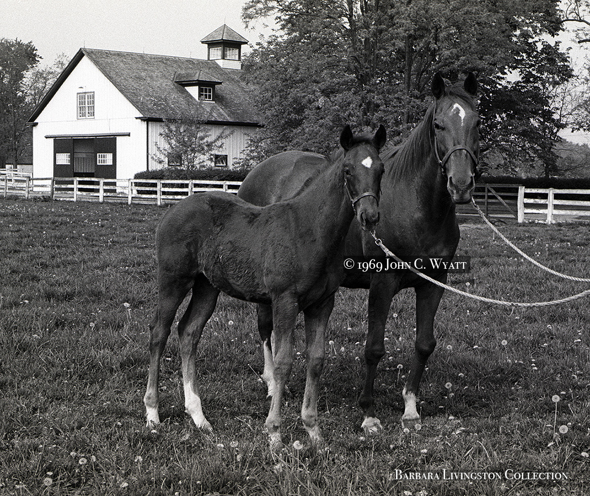 Barbara Livingston on Twitter "Not many mares produce more than one