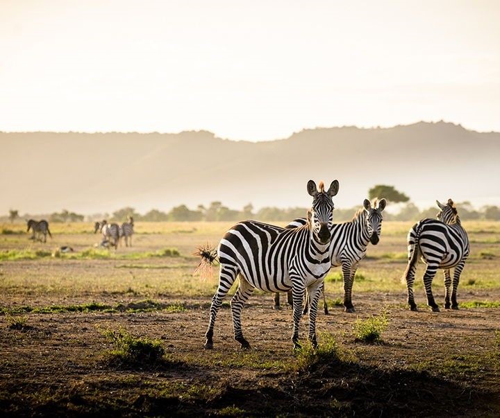 Being part of nature 🦒🦉🦎
Your safari to Tanzania will be an eye-opener from stepping off the plane. 
#safaritotanzania #tanzaniaculturaltourism #naturesway #naturewalksarethebest #tanzaniavacation #riverstonesafaris