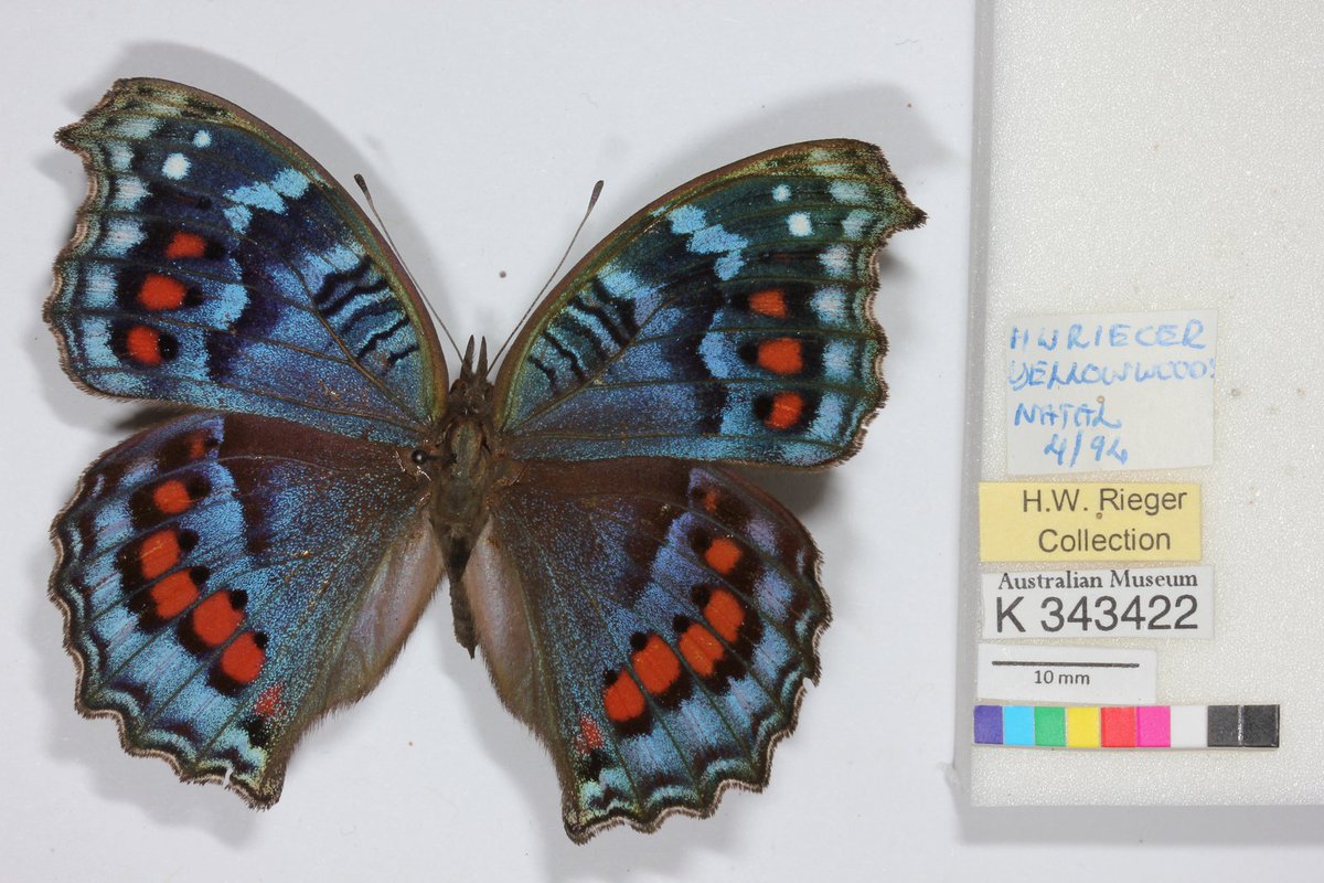 AMDigiVol's tweet photo. @AMDigiVol is nearly 10! Established in 2011 in collaboration with @atlaslivingaust DigiVol is a ground-breaking museum collections digitisation project powered by citizen scientists – people like you. Learn more @austmus #10yearsofDigiVol
👉 https://t.co/E2wuT2oIjD https://t.co/CWhs9OHYmR