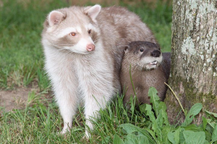 Енот ест яблоко. Укус выдры. Выдра охотится. Выдра гифка. Выдра и кот.