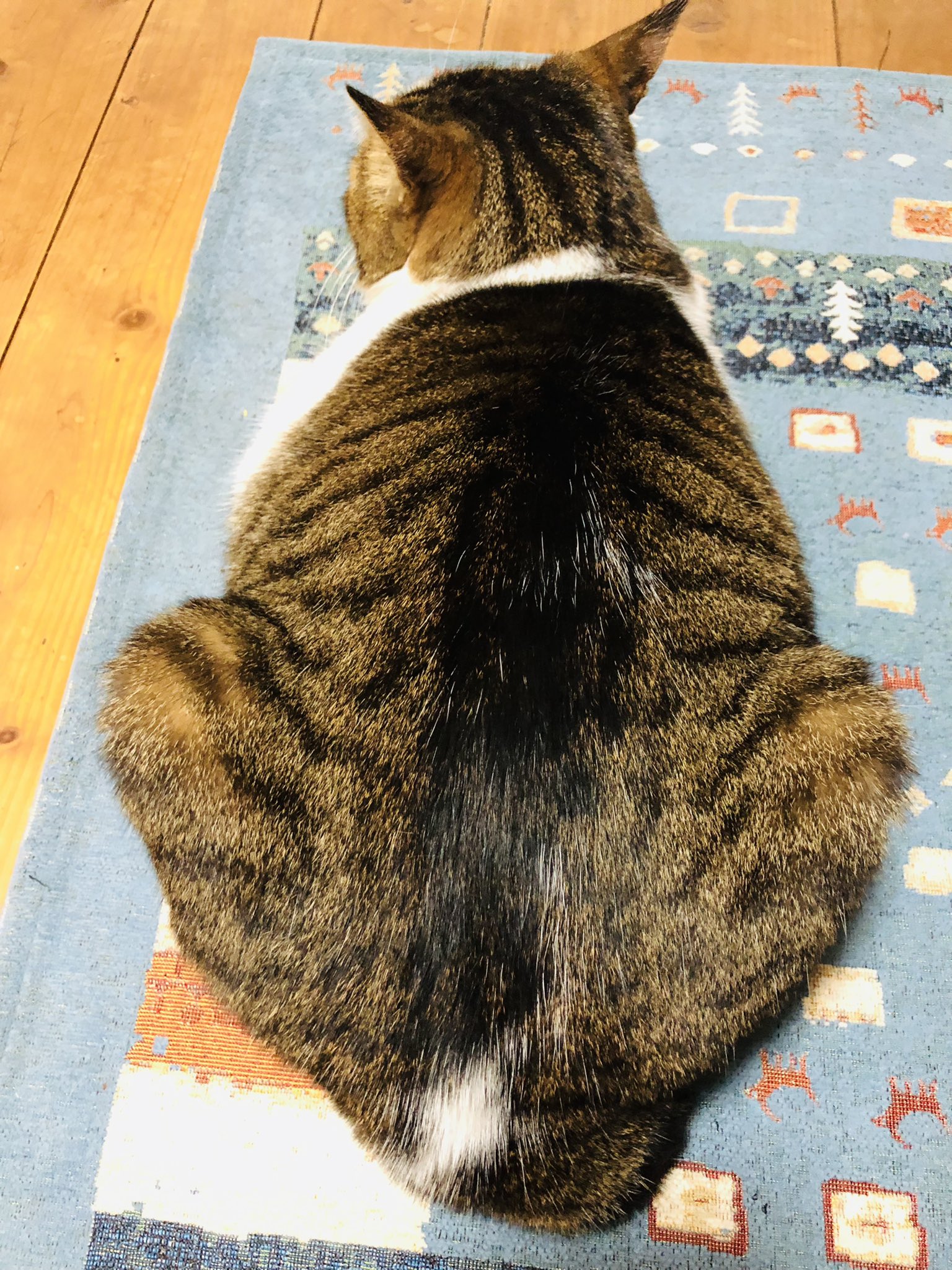 にゃぱねっと あらゆる事象を猫化してお届け 厳冬に備え 冬毛 体重6キロへ増量 クソデカアップデート 完了 リンちゃん 猫のいる暮らし Catsoftwitter T Co Ibpg7vfyft Twitter