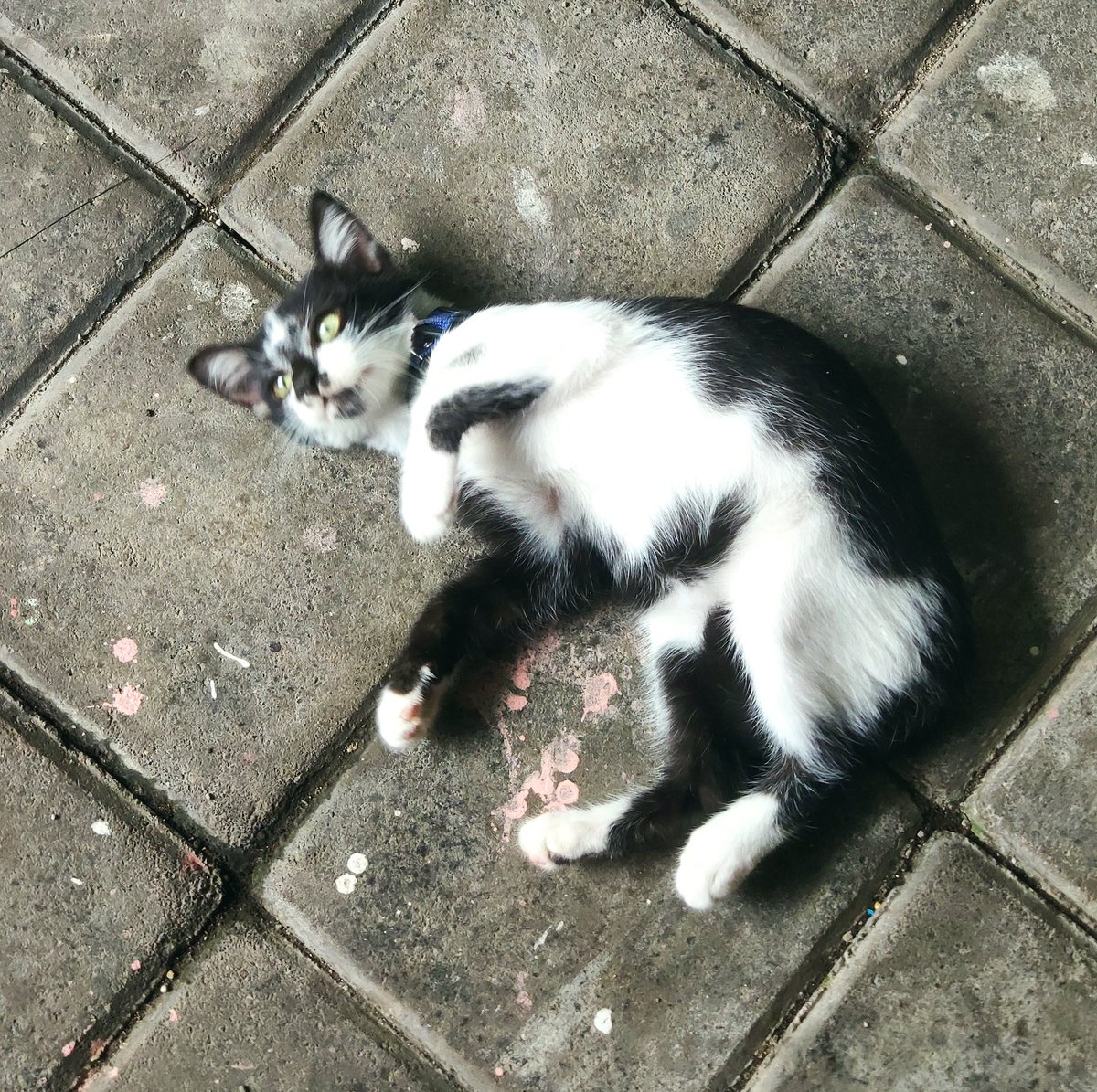 liebe_areeca's tweet photo. My baby is mode gemes hari ini @simplesmich https://t.co/OdPhNKB5Qj