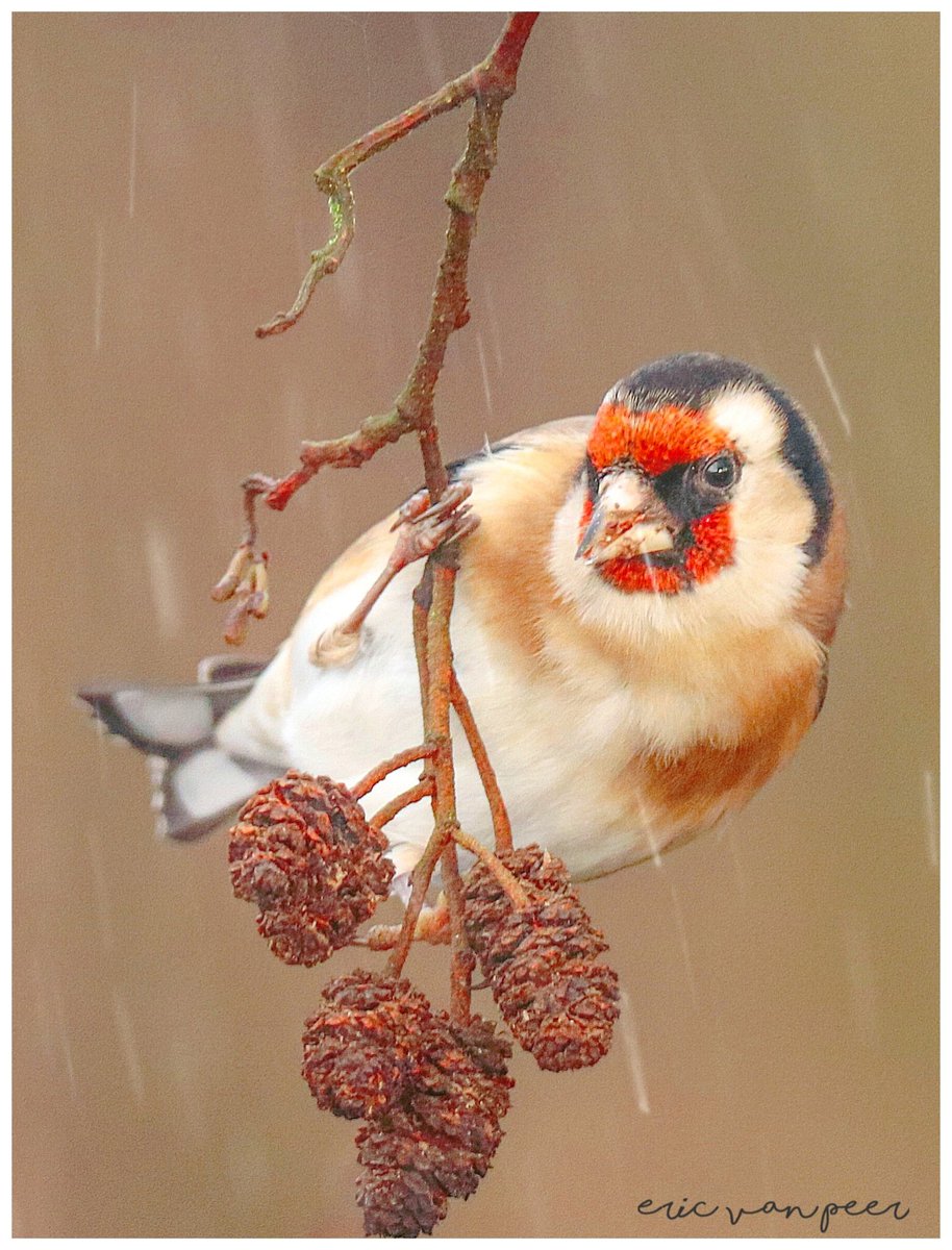 Nollie70's tweet image. Goedemorgen. Puttertje hangend aan een elzenprop.