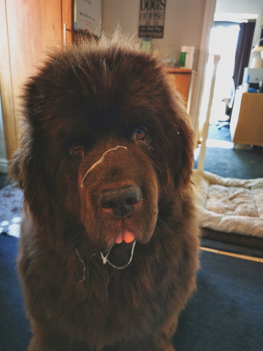 Bandit and Boo. Monty and Cookie 🌈 still here too tweet media