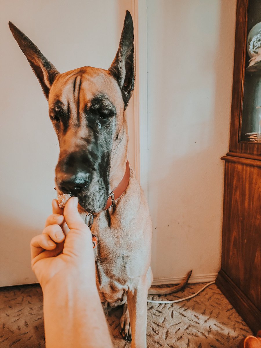 FergusGreatDane's tweet photo. #sweetandjuicy #holidaytreats #yesplease #rbfproblems
πΈοΈ
@dog_rates @dogcelebration
πΈοΈ
#bitesizedtreats #organicdogtreats #doggiftideas #healthydogtreats #crackfordogs #highvaluedogtreats #dogtreats #greatdane #fawngreatdane #RipleyTheFawnDane #greatdanelifestyle https://t.co/WolZnC0mUb