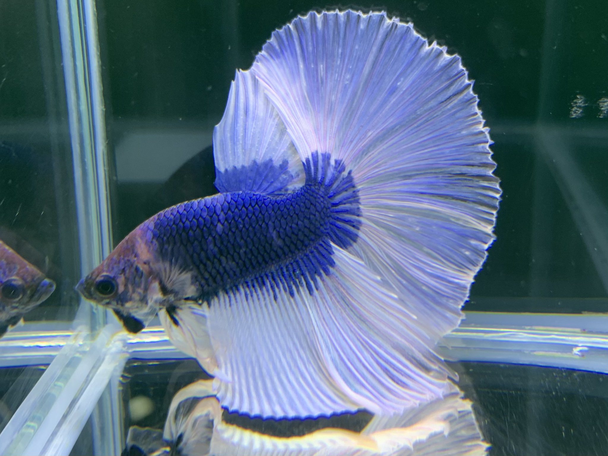 小さな熱帯魚の店 レインボー 小虹 の人たち ハーフムーン ハーフムーンベタ 色々来た個体達の一部です お早めにど ぞ ベタ ショーベタ アクアリウム ベタのいる暮らし 大阪熱帯魚 熱帯魚レインボー T Co Namcnumhpo Twitter