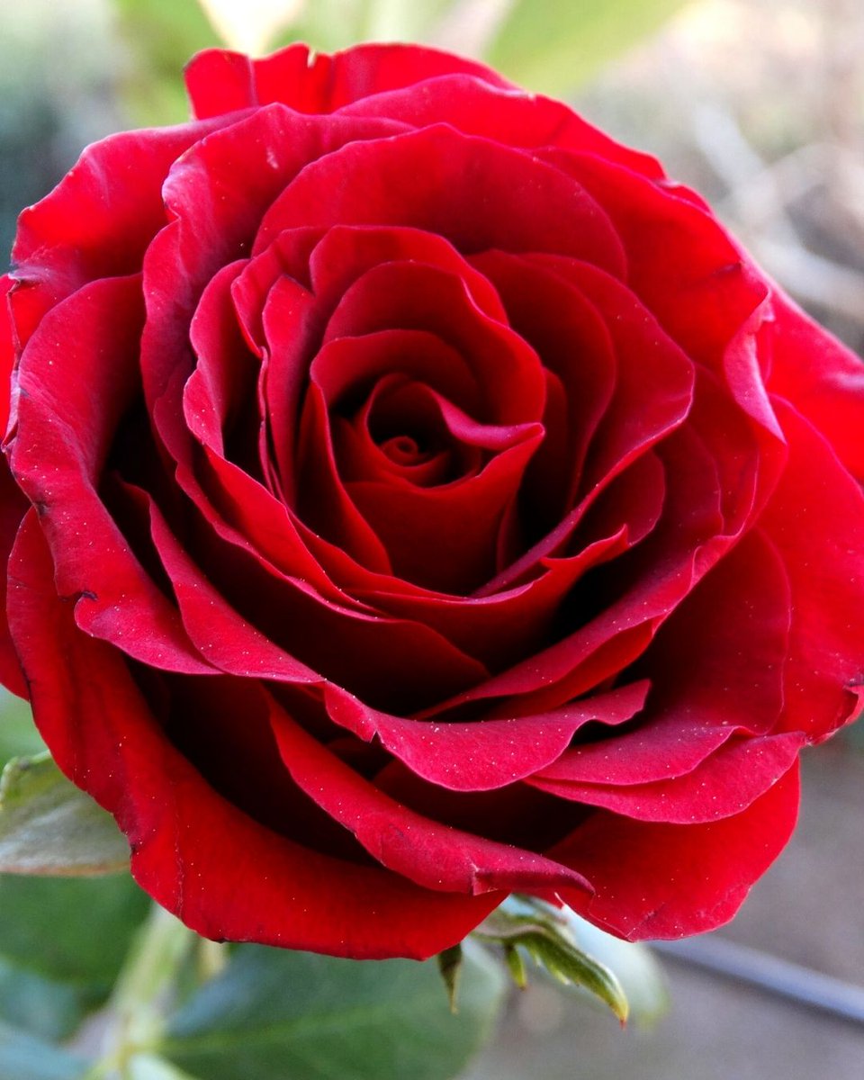 A parte de las plantas para #Navidad, también puedes incluir flores en estas fechas 🌹🎄👇

➡️ Lilium
➡️ No podía faltar nuestra Flor de Pascua
➡️ Rosas rojas

#floresnavidad #decoracionNavidad #Navidad2021 #margaritasellamamiamor