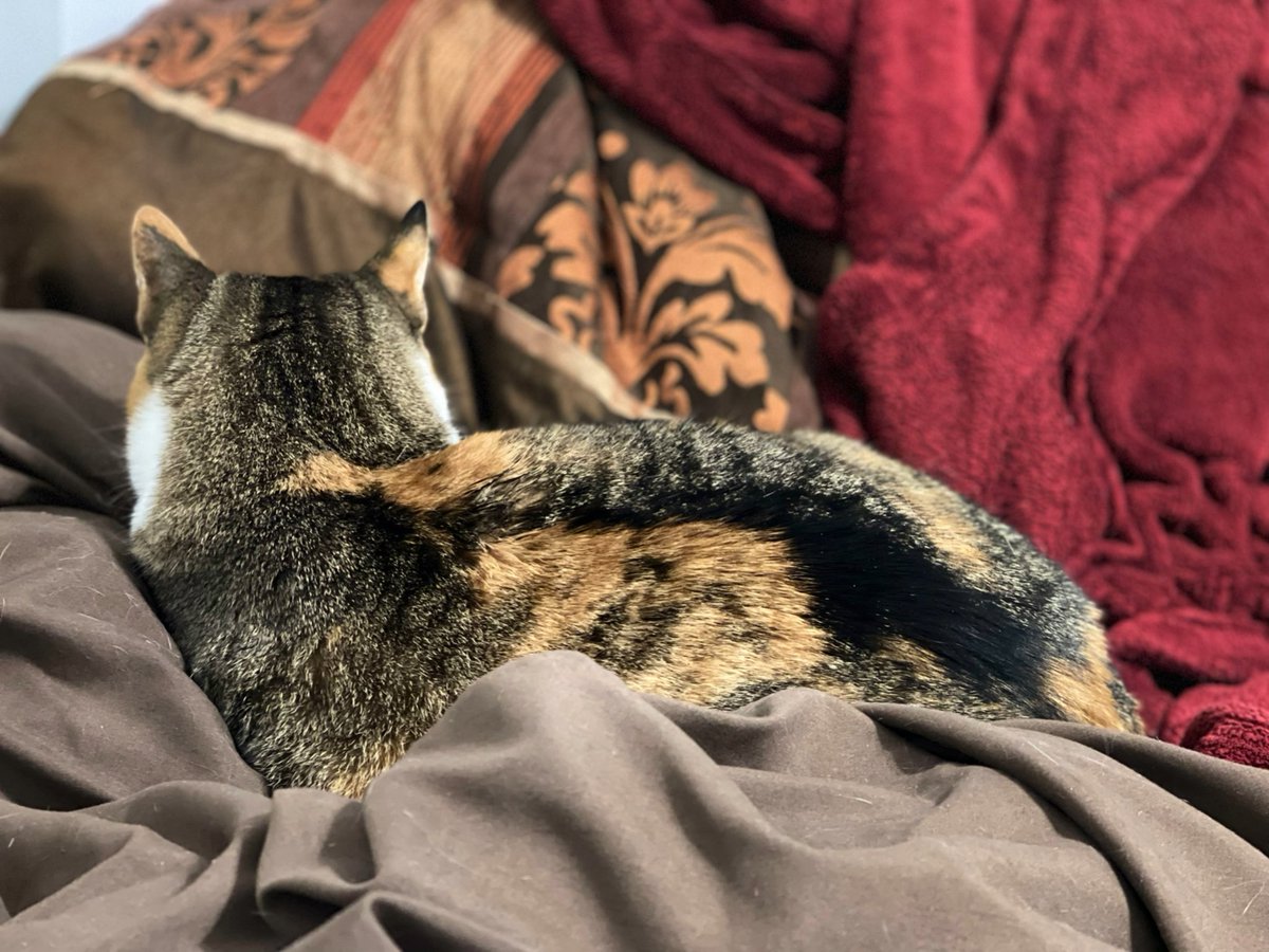 BlakeBrinkley31's tweet photo. Not Ms.Bastet coming in hot with an attitude after I gave her her flea treatment? 🤨🤣
#Bastet #CatDad #PassiveAggressiveMuch? https://t.co/loWuHuV5IR