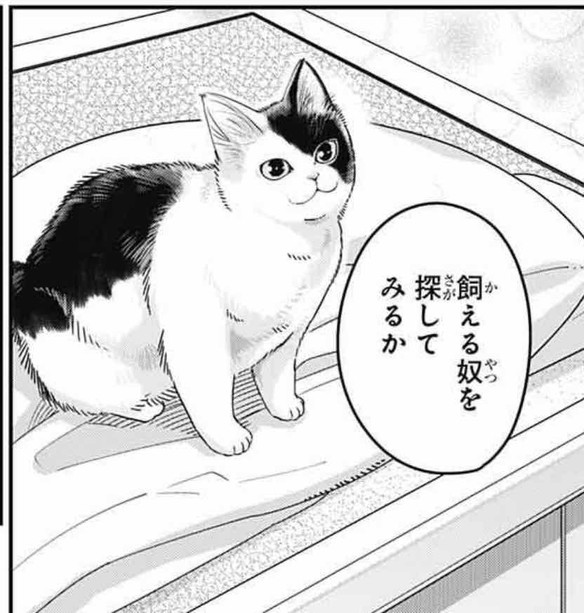 発売中のジャンプSQ.1月号に『カワイスギクライシス』載せてもらってます。
リザが野良猫を拾う話です。
多頭飼いに悪戦苦闘したり、飼い主を探したり、猫カフェ「nyanday」の店長が登場したり。
楽しんでもらえたら嬉しいです。
よろしくお願いします!