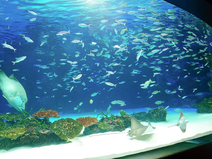 サンシャイン水族館のtwitterイラスト検索結果