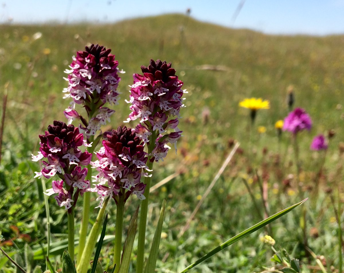 Love_plants's tweet image. Our ancient wildflower meadows are home to rare and threatened wild plants inc BEAUTIFUL wild orchids. Please give what you can to Plantlife's @BigGive
#ChristmasChallenge21 to help us save and protect these special places &amp;gt; bit.ly/BigGiveMeadowsT #FridayFeeling #FridayVibes