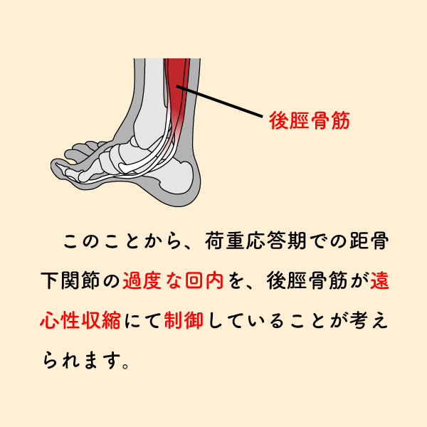 riha_note's tweet photo. 荷重応答期で距骨下関節の回内を制御する後脛骨筋💡

正常歩行の荷重応答期におけるメカニズムです。
後脛骨筋の筋緊張が高い場合、これらの機能が過度に働いているケースがあります。
他の足関節の筋肉と合わせて確認してみてください。 https://t.co/Kc0bnmSSv4