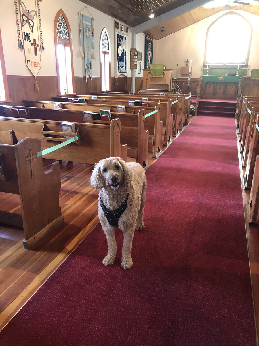 Revdani17's tweet photo. It wasn’t often but sometimes Al would come to church with me when I was getting ready for various services and seasons of the church. He enjoyed each visit to St. Bart’s and always made himself at home. ♥️

#church #friends #missingthisgoodboy https://t.co/Pxo436lFlp