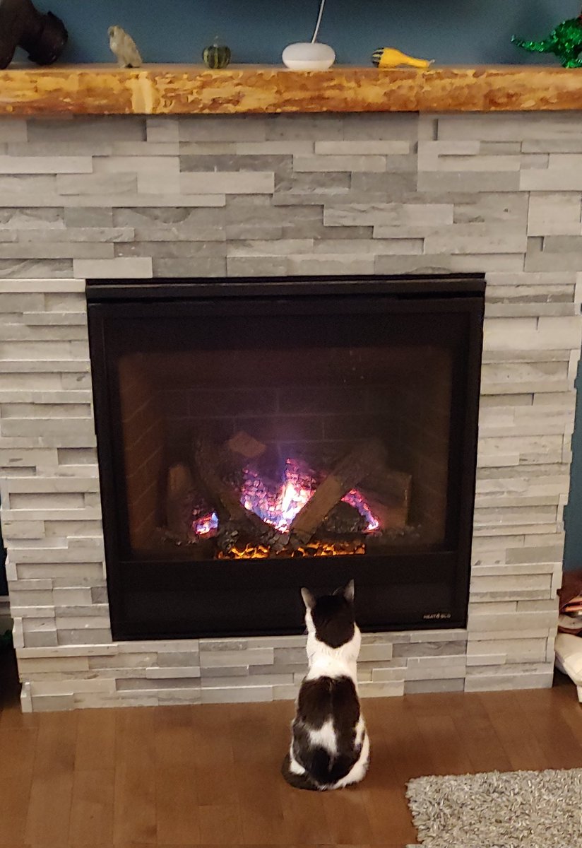 Tyler Flockhart tweet media