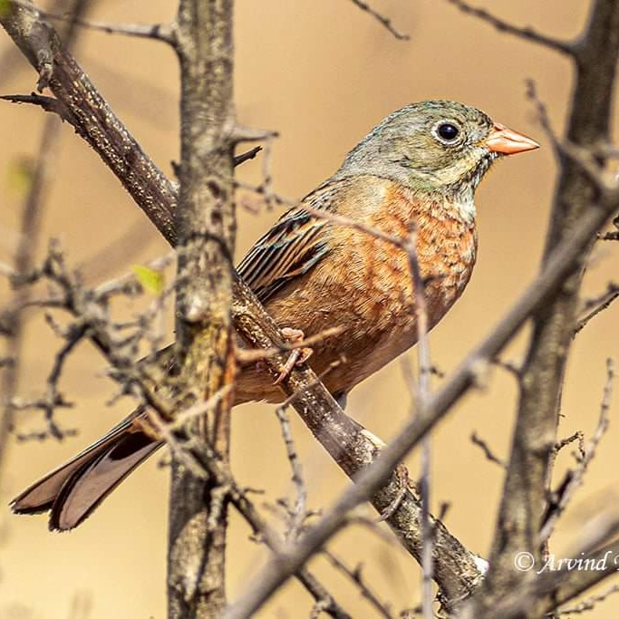 AvindTelkar's tweet photo. Grey necked Bunting (करड्या मानेचा भारीट)
Pabe, Pune.
#arvindbirds https://t.co/hUZpsPs3eF