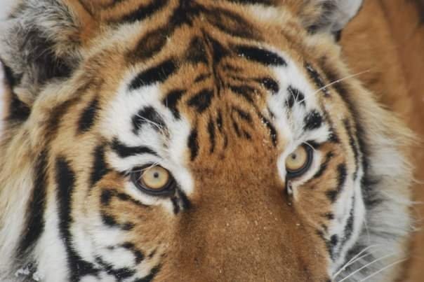 BrendanWalshZoo's tweet image. #AnimalAdvent day number 3. Amur tiger in Sweden's @Kolmarden wildlife park. Check out those eyes! There were 8 subspecies (or types) of tigers, now there are only 5. Hunting and habitat destruction have caused their demise. @WWF_tigers #Tigers #tiger #Christmas #Christmas2021