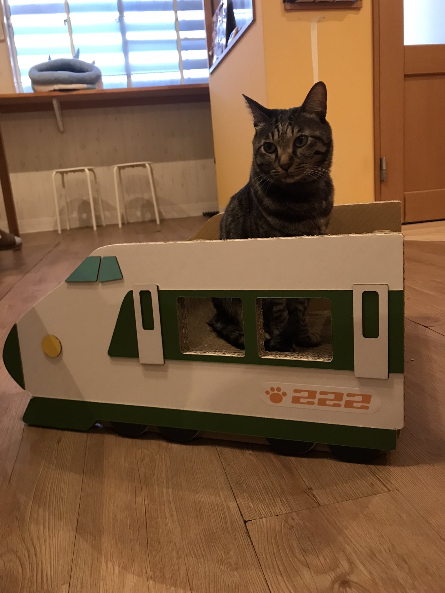 猫カフェtango Tango Twitter