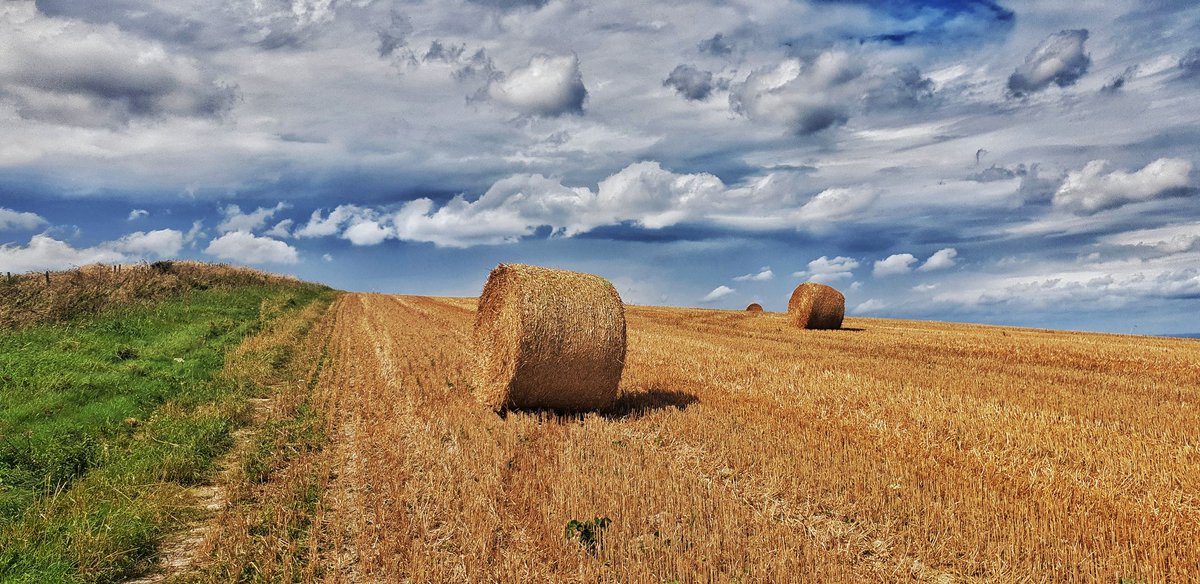 Harvest time on the Downs 

#harvest #harvesttime #wiltshiredowns #wiltshire #wiltshirewalks #wiltshirephotographer #wiltshirecountryside #wilts #marlboroughdowns #pewseydowns #countrysidewalks #countryside #countrysidephotography #countrylife #hikingadventures #hiking