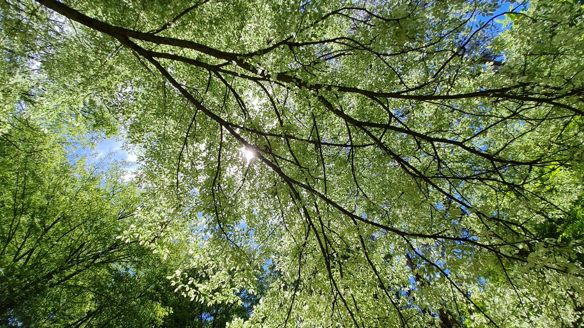 StuartWilliams_'s tweet photo. Silver elm (Ulmus minor 'Variegata') at Nobelius Heritage Park #Ulmaceae https://t.co/hUkxphySdg