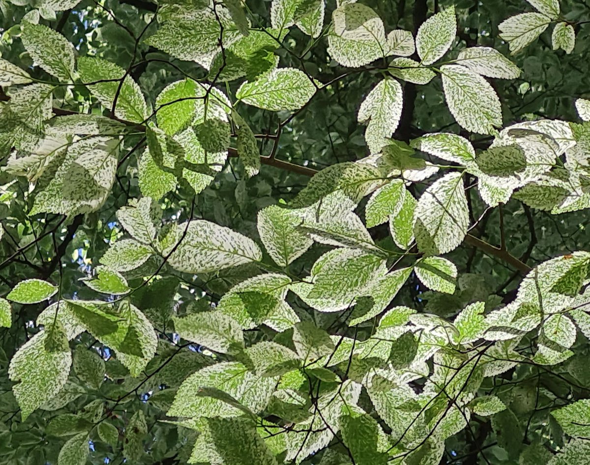 StuartWilliams_'s tweet photo. Silver elm (Ulmus minor 'Variegata') at Nobelius Heritage Park #Ulmaceae https://t.co/hUkxphySdg
