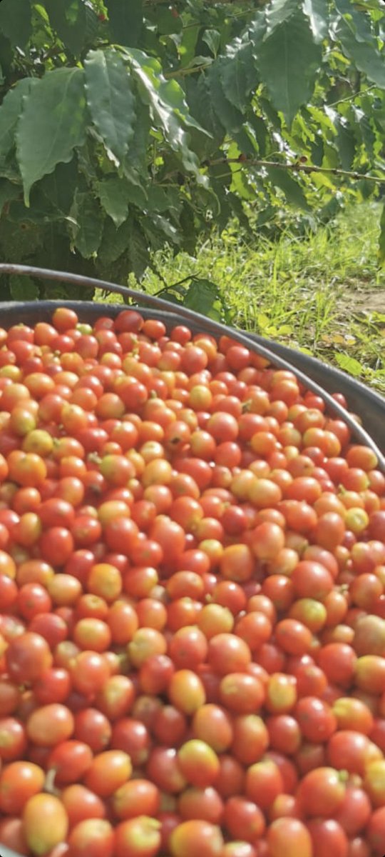 abusami75's tweet image. نخمدالله على نعمه التي لاتعد ولا تحصى