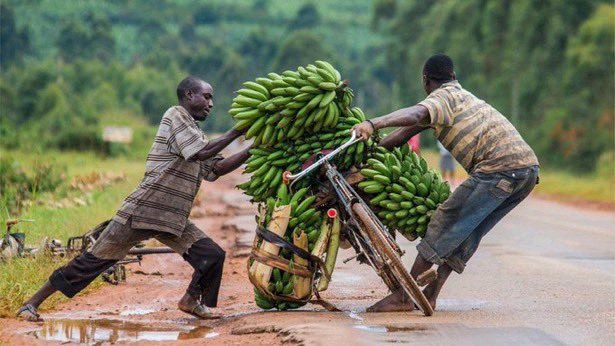 auggwi's tweet photo. Small-holder farmers go through thick and thin to make food available to city dwellers. That's one reason the #GreatGreenWall focuses on rural communities where the impact of degradation is most. We are leaving no one behind. They are the unsong heroes of #GreatGreenWall https://t.co/4vve2VJuoR