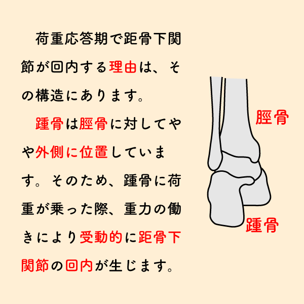 riha_note's tweet photo. 歩行における足関節の動きを理解していますか？

荷重応答期で距骨下関節が回内する理由には、解剖学的知識を正しく知っておく必要があります。
昨日のツイートと合わせてご確認ください。 https://t.co/cVzUHhlzYq