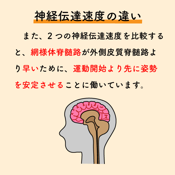 riha_note's tweet photo. 全ての動作に繋がる超基本的な内容です💡

普段は意識しませんが、人間はこれらの神経の働きにより動作を遂行しています。
中枢疾患の患者さんを担当する際は、基本に立ち返り症状を精査しましょう。 https://t.co/kFDGzsTzM1