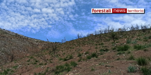 ForestaliNews's tweet photo. Campania. Forestali sul piede di guerra. Sciopero il 10 dicembre https://t.co/axLKDjGz7r