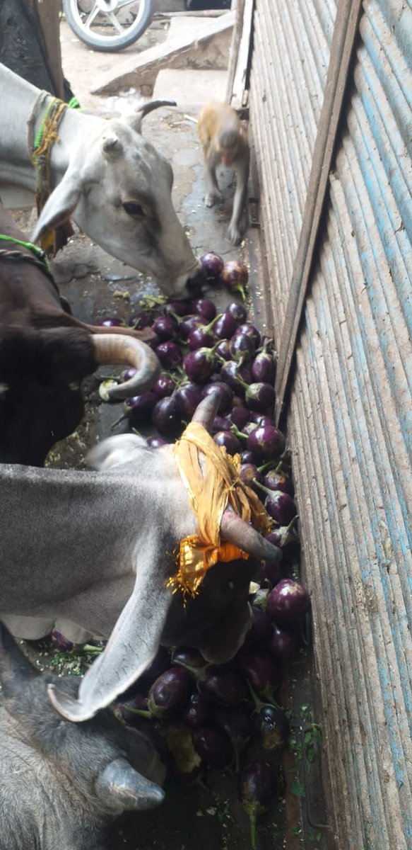 AnandmayEarth's tweet photo. @dmmathura7512 @NVrindavan @ptshrikant @dreamgirlhema @UPGovt @PetaIndia @peta @cschaturvedi06 @sonalgoelias @icsi_cs @ShrutiGarg0101 @CS_ShikharGoel @RSSorg @niteshmangal90 @Anurag_Bjym @drdineshbjp @BJP4UP #AnandmayearthFoundation https://t.co/lE94JgucOj