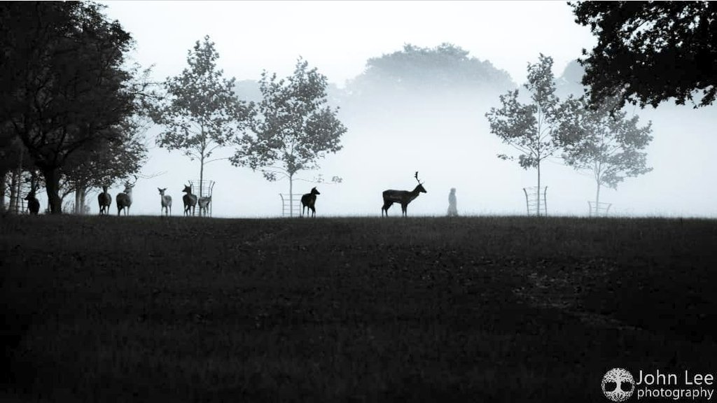 OldDublinTown's tweet photo. Deer at the #PhoenixPark Dublin

📷 @jlee10photos
#LoveDublin #WinterinDublin #DublinTownChristmas #Dublin

@VisitDublin @dodublintours @DublinTown @phoenixparkopw @DavidJazay @donsdublin @irishradioca @robcullen79 @shaybyrneradio @PaulaOCal @Failte_Ireland https://t.co/E16NNwzBGn