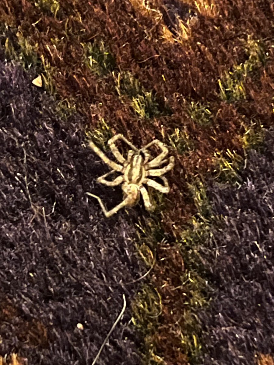 Anderson Wright tweet media