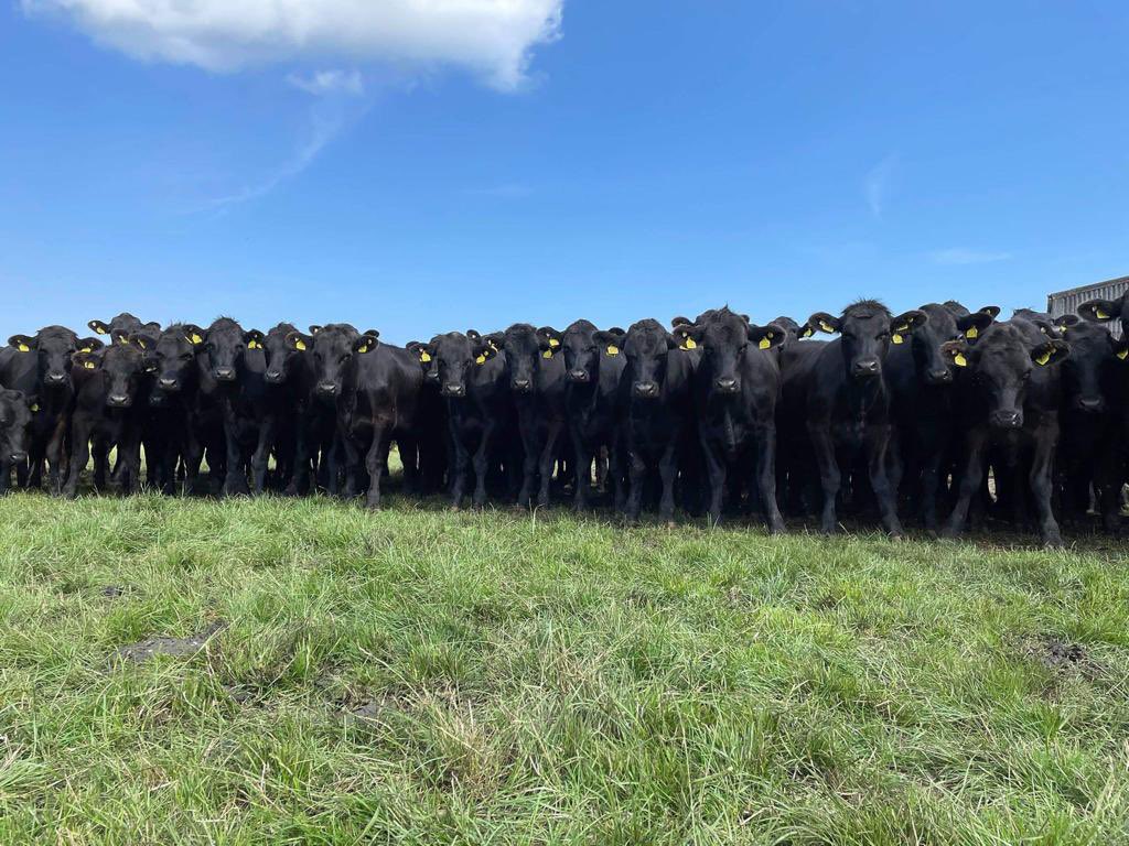 Grass growing season isn’t that far away. Ordering our high health weaned calves now from our <a href="/BeefConnect/">BeefConnect</a> sires will guarantee you will have quality calves in time for the spring. Plan ahead to avoid disappointment