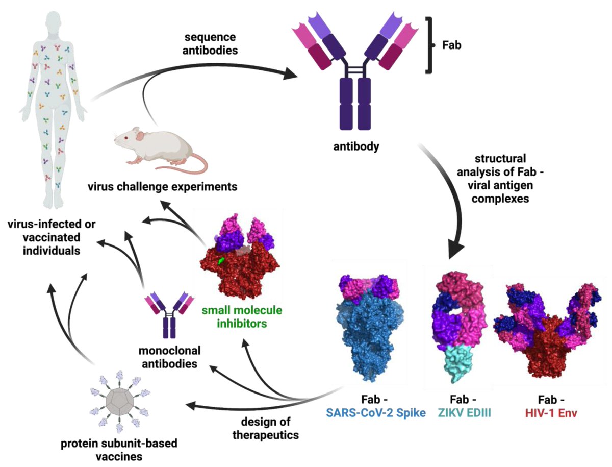 VirusesMDPI's tweet image. How Antibodies Recognize Pathogenic #Viruses: Structural Correlates of #Antibody #Neutralization of #HIV-1, #SARS-CoV-2, and Zika at mdpi.com/1999-4915/13/1…