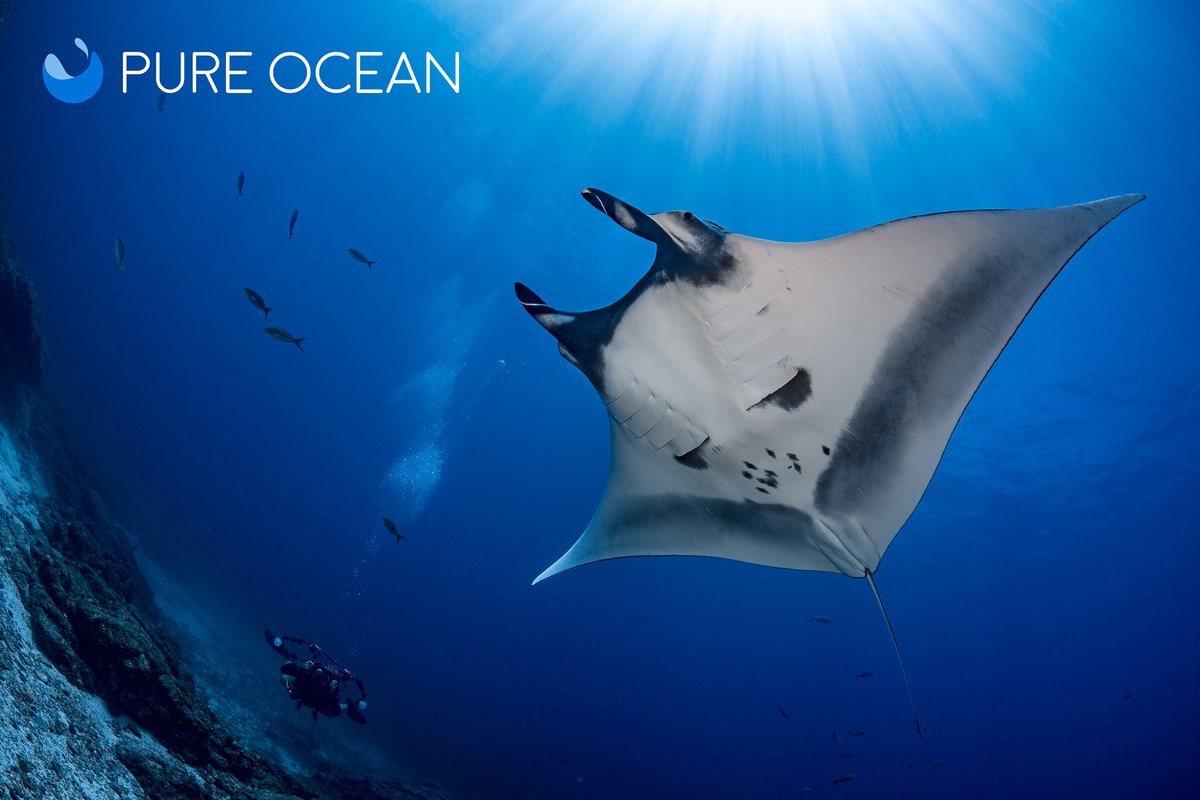 PureOceanFund's tweet photo. Today is #WorldGenerosityDay and we would like to thank all our donors and partners without whom we would not exist 🙏 Through their gifts – financial, time or just encouragement –, all show generosity. 
A huge MERCI to you, #PureOceanLovers! 🌎 https://t.co/YazsvqasC1