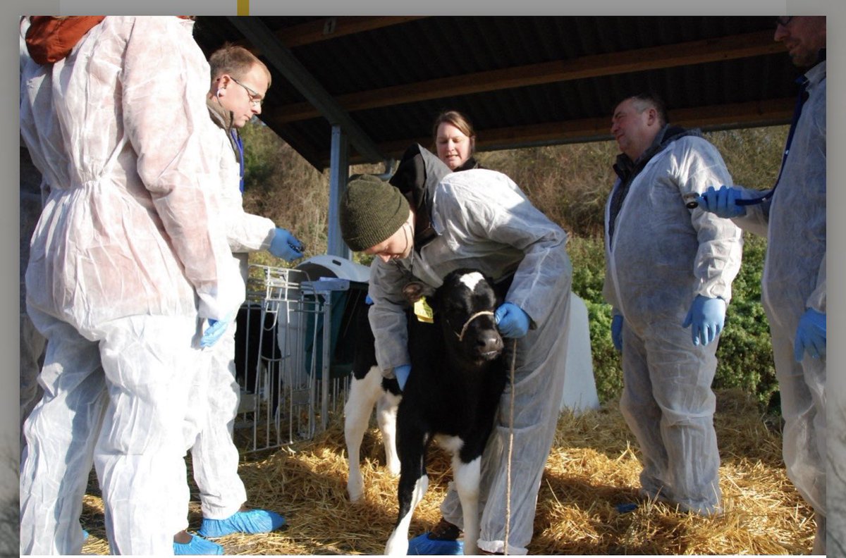 Heute im Adventskalender: Das Bundesprogramm Nutztierhaltung. #tierwohlgerecht #umweltschonend #nachhaltig tuerchen.com/ble2021