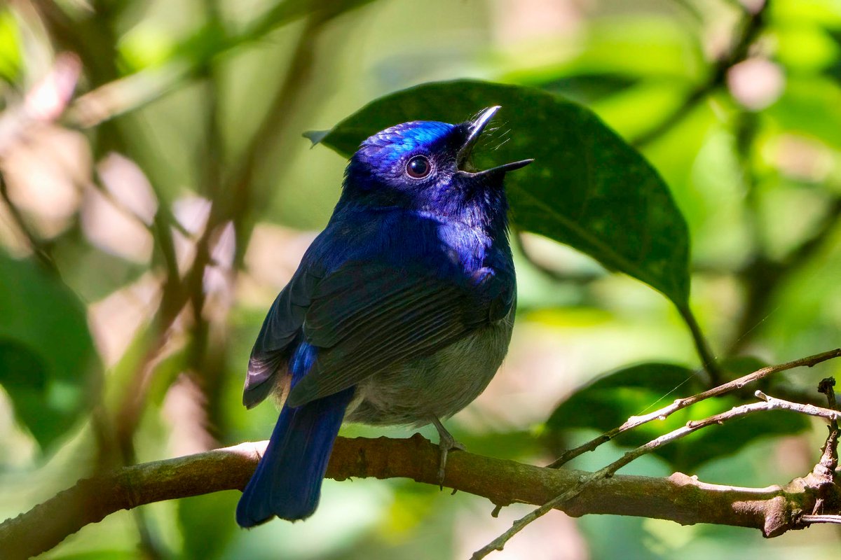 rupperrt's tweet image. Small Niltawa #dailybird #birdphotography #birds #TwitterNatureCommunity