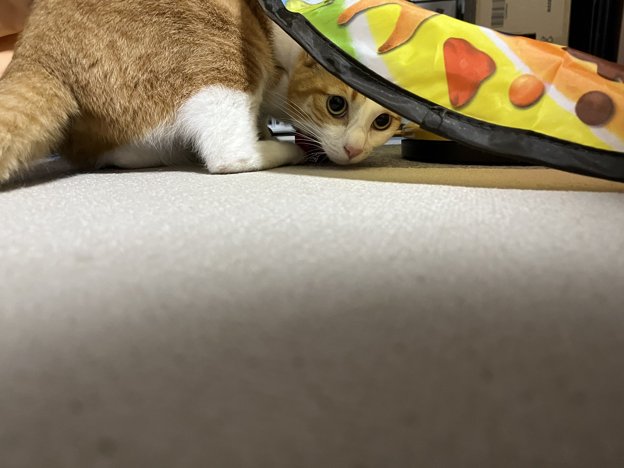 猫はかわいい Twitter Search Twitter