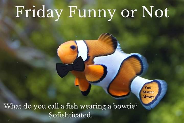 What Do You Call a Fish Wearing a Bowtie