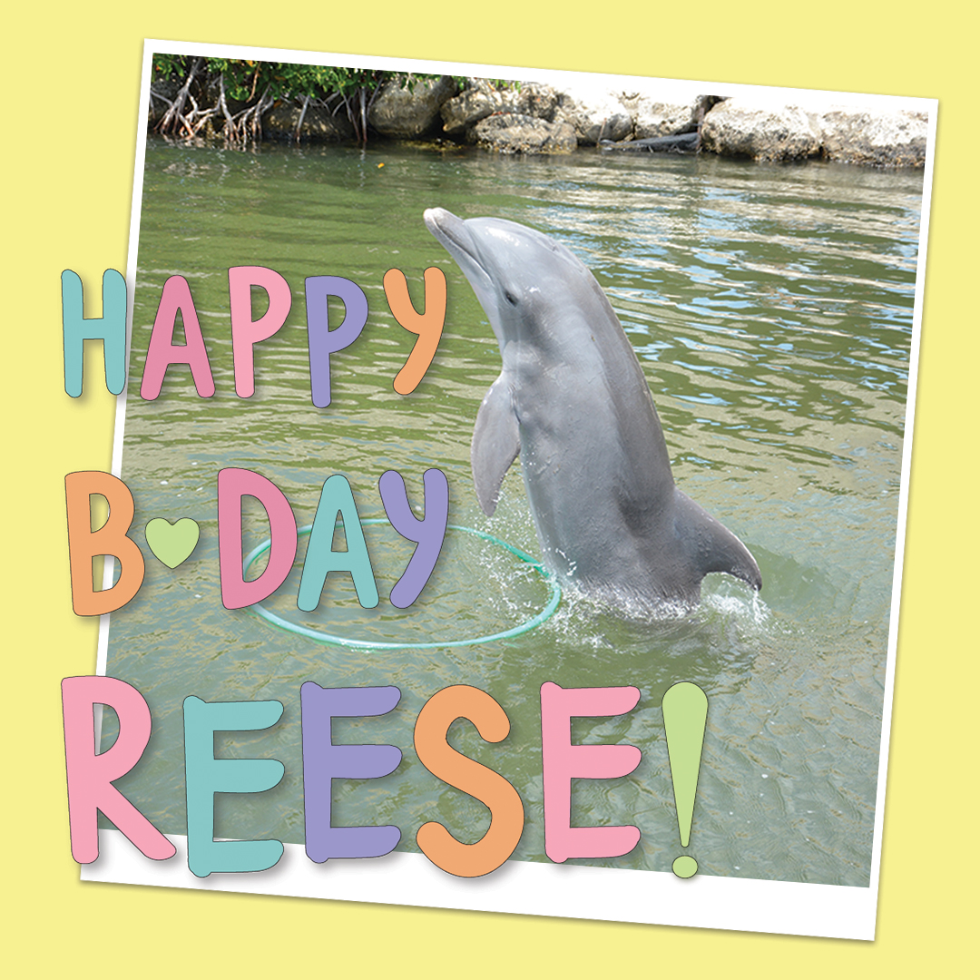 Dolphin Research Ctr Happy 9th Birthday Reese The Younger Son Of Santini Reese S Name Is A Tribute To His Grandma Theresa Reese Finds The Fun In Everything Whether Playing