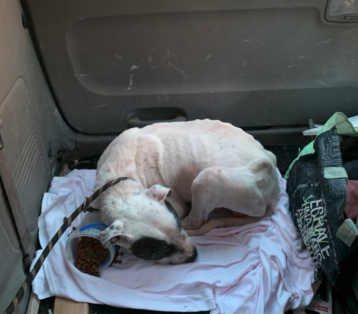 LauraTimoner's tweet photo. Avui al sortir de classe ens hem trobat un gos desnodrit i maltractat creuant carreteres per Mataró.
Cada cop que ens apropàvem per poder-lo agafar, sortia corrent.
Un cop li hem donat menjar i aigua s’ha deixat tocar i ha acabat dormint a dins del nostre cotxe. https://t.co/f1ksI1FJXJ