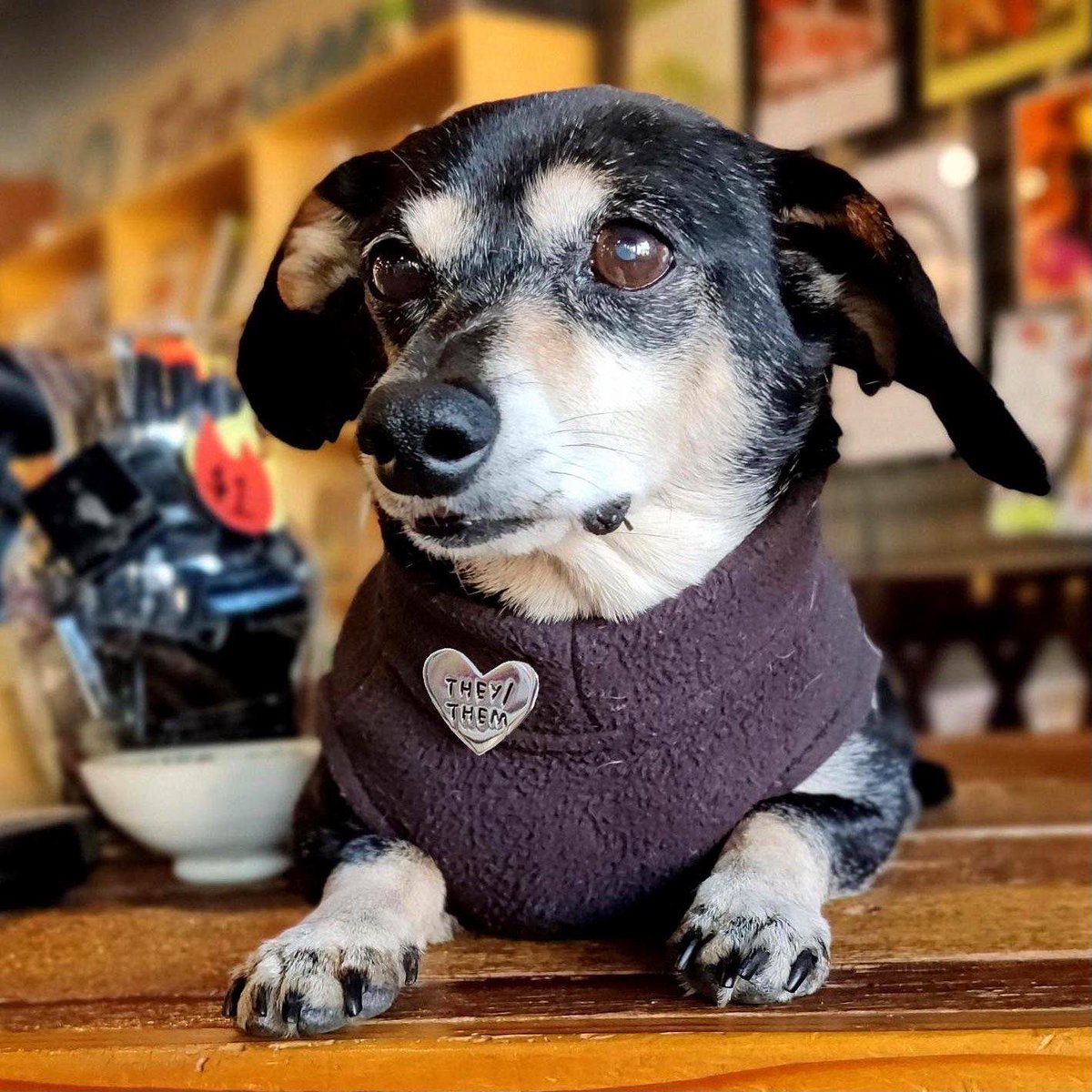A Black and Tan dachshund lies facing the camera. They are wearing a black sweater. On the sweater is a heart-shaped pin that reads “they/them”