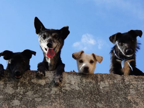 "La reforma del régimen jurídico de los animales en el Código Civil", por Anna Mulà Arribas

➡️ ow.ly/5qQ050H2MAM

<a href="/ffw_es/">Fundación Franz Weber</a>
