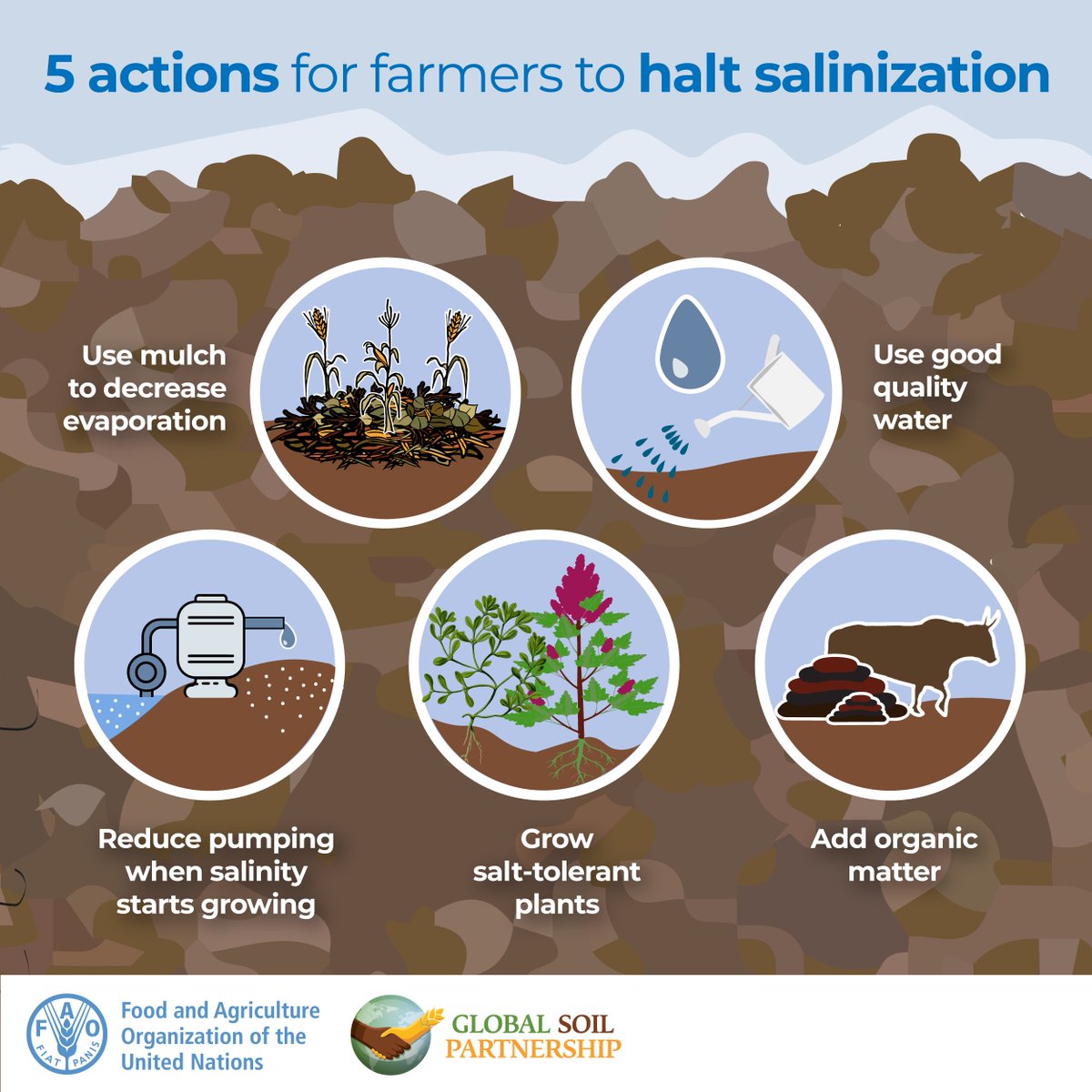 Salt-affected soils limit plant growth. This poses a serious challenge to millions of farmers' livelihoods. 

Here are 5 actions for farmers to halt salinization 👇

#SoilSalinization #WorldSoilDay