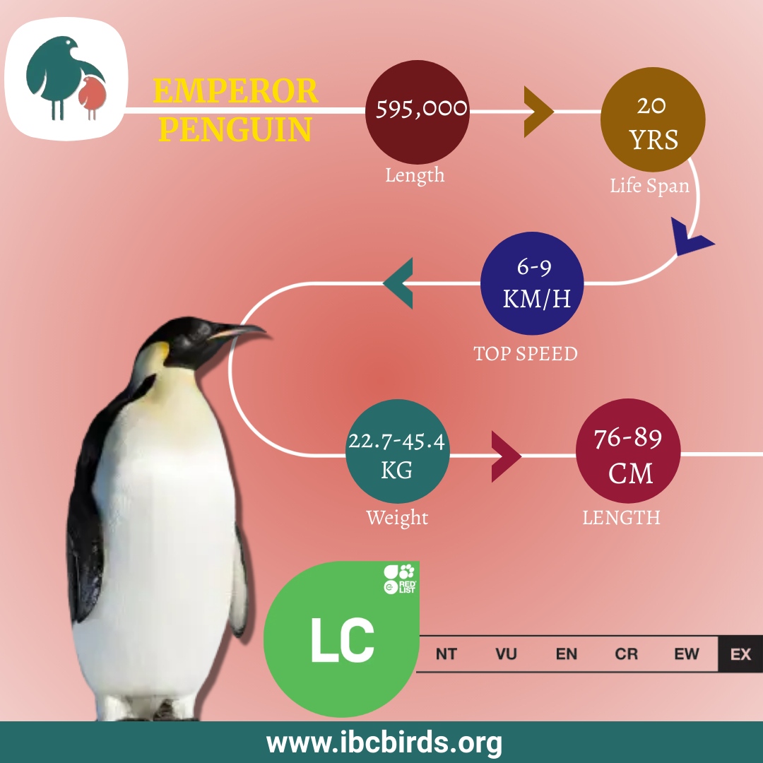 #IBCBIRDS #BIRDS

The Emperor penguins have a serially monogamous system, mating with only one mate during each season. In March-April, the birds return to their breeding colonies. 

#IBCBIRDS #BIRDFacts #Penguin #Emperor